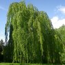 Pendula