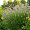 Perovec ‘Karley Rose‘, v črepníku P9 Pennisetum ‘Karley Rose
