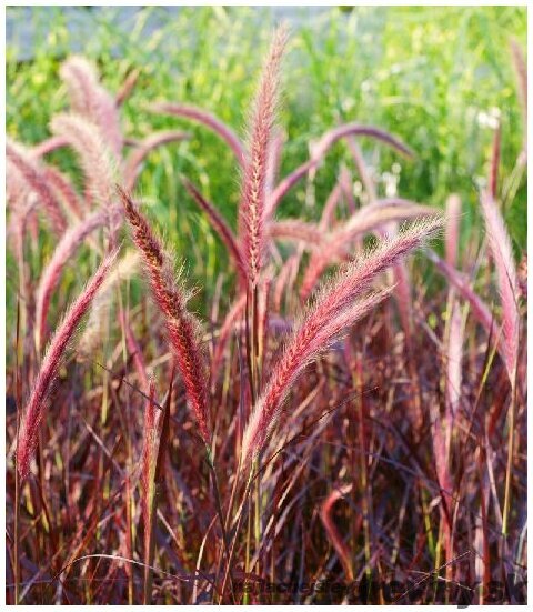 Perovec Rubrum - červený, v črepníku Pennisetum alopecuroides Rubrum
