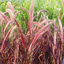 Perovec Rubrum - červený, výška 40/60 cm v črepníku 3l Pennisetum alopecuroides Rubrum