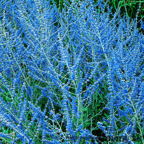 Perovskia lebedolistá Blue Spire, v črepníku Perovskia atriplicifolia Blue Spire