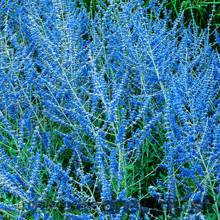 Perovskia lebedolistá Blue Spire, v črepníku Perovskia atriplicifolia Blue Spire