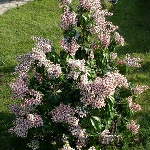 Pieris japonský Bonfire, výška 20/+ cm, v črepníku Pieris japonica ‘Bonfire‘