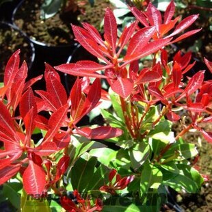 Pieris japonský Forest Flame v črepníku 20/40cm Pieris japonica Forest Flame