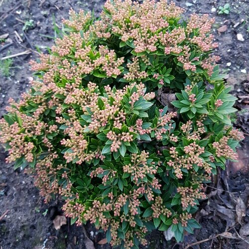 Pieris japonský Viking JWW6 20/30 cm, v črepníku 3 l Pieris japonica Viking JWW6