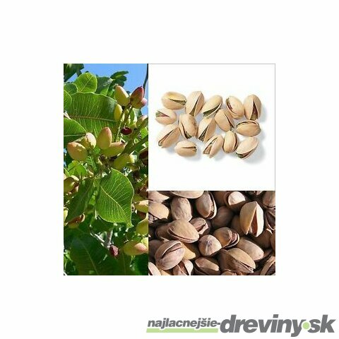 Pistácia 50/60 cm v črepníku Pistacia