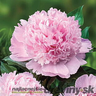 Pivónia ‘Angel Cheeks‘, výška 30/40 cm, v črepníku 3l Paeonia ‘Angel Cheeks‘
