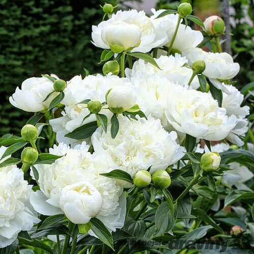 Pivónia Duchesse de Nemours, výška 10/15 cm, v črepníku Paeonia lactiflora ‘Duchesse de Nemours‘
