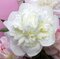 Pivónia Duchesse de Nemours, výška 10/15 cm, v črepníku Paeonia lactiflora ‘Duchesse de Nemours‘