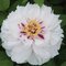 Pivónia krovitá biela, v črepníku Paeonia suffruticosa