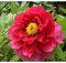 Pivónia krovitá, červená v črepníku Paeonia suffruticosa