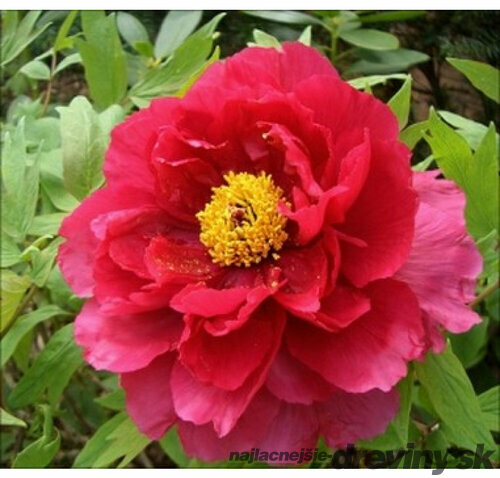 Pivónia krovitá, červená v črepníku Paeonia suffruticosa
