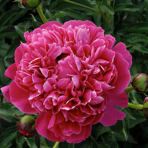 Pivónia krovitá Kansas, v črepníku 3l Paeonia suffruticosa