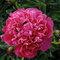 Pivónia krovitá Kansas, v črepníku 3l Paeonia suffruticosa