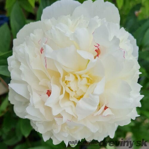 Pivónia krovitá Shirley Temple, v črepníku Paeonia lactiflora