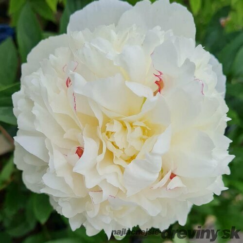 Pivónia krovitá Shirley Temple, v črepníku Paeonia suffruticosa Shirley Temple