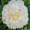 Pivónia krovitá Shirley Temple, v črepníku Paeonia suffruticosa Shirley Temple