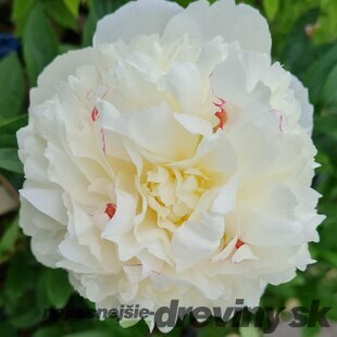 Pivónia krovitá Shirley Temple, v črepníku Paeonia suffruticosa Shirley Temple