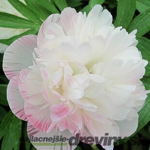 Pivónia lekárska Alba Plena  , výška 30/50 cm, v črepníku 3l Paeonia officinalis ‘Alba Plena‘