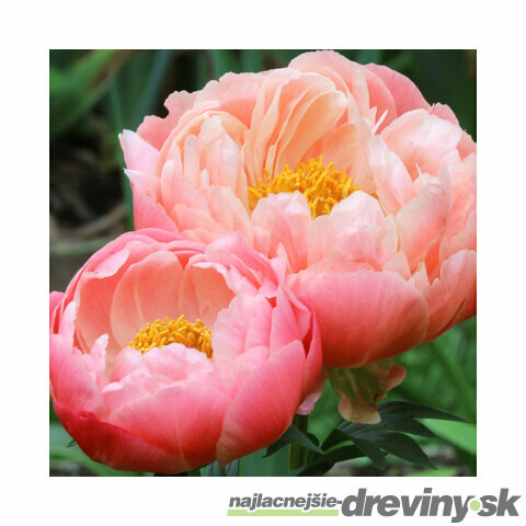 Pivónia Sarah Bernhardt 30/40 cm, v črepníku  3l Paeonia