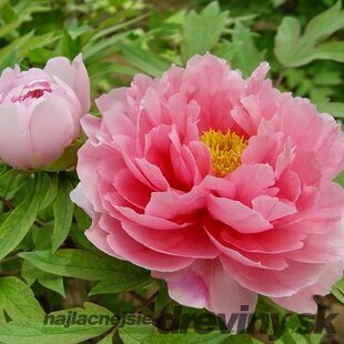 Pivonka krovitá - drevitá Pink Variety, výška 20/30 cm, v črepníku Paeonia suffruticosa