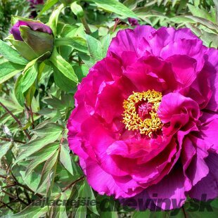 Pivonka krovitá - drevitá Purple, výška 20/30 cm, v črepníku Paeonia suffruticosa Purple