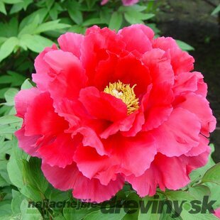 Pivonka krovitá - drevitá Red Bird, výška 15/25 cm, v črepníku Paeonia suffruticosa