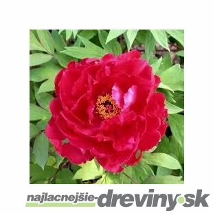 Pivonka krovitá - drevitá Red Dream, výška 20/30 cm, v črepníku Paeonia suffruticosa