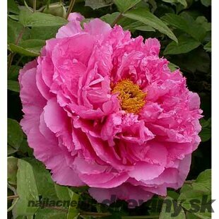 Pivonka krovitá - drevitá Rose Dream, výška 20/30 cm, v črepníku Paeonia suffruticosa Rose Dream