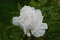 Pivonka krovitá - drevitá White Snow, výška 15/25 cm, v črepníku Paeonia suffruticosa