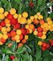 Planika jahodový strom 50/60 cm, v črepníku Arbutus unedo