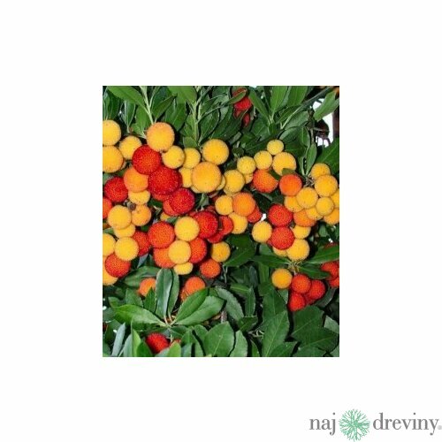 Planika jahodový strom 50/60 cm, v črepníku Arbutus unedo