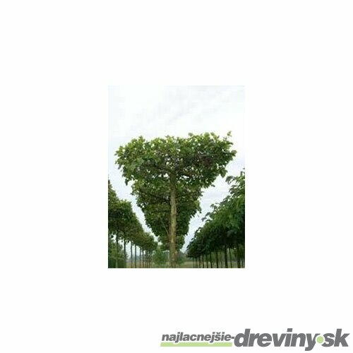 Platan Javorolistý 180/200 cm, v črepníku Platanus Hispanica