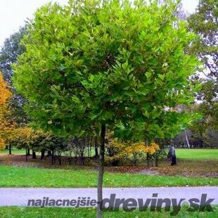 Platan javorolistý x Alphens Globe, 180/220 cm, v črepníku Platanus hispanica x Alphens Globe