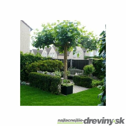 Platan javorolistý XXXL 350+ cm, obvod 10/12 cm, v črepníku Platanus hispanica