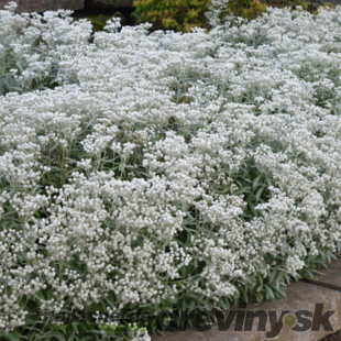 Plesňulka trojžilná, v črepníku P9, 10/15 cm Anaphalis triplinervis Sommerschnee