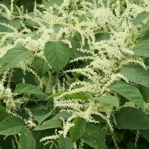 Pohánkovec japonský 40/60 cm, v črepníku Fallopia japonica 