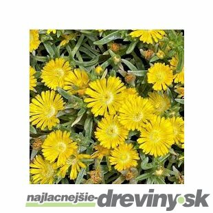 Poludňovka Congestum Yellow, výška 12/15 cm, v črepníku Delosperma