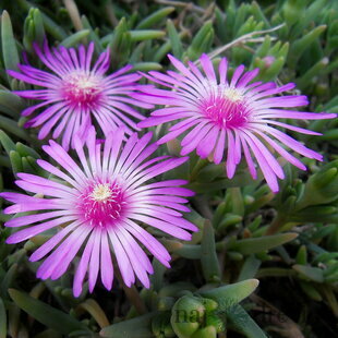 Poludňovka Sumdella Neon, výška 10/15 cm, v črepníku Delosperma cooperi Sumdella Neon