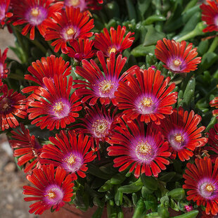 Poludňovka “Sundella Red” v črepníku 15/20 cm Delosperma cooperi Sundella red