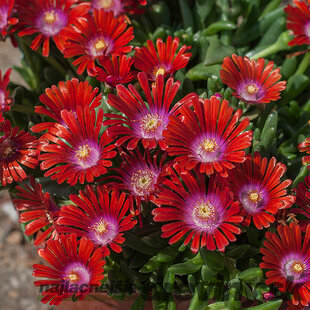 Poludňovka “Sundella Red” v črepníku 15/20 cm Delosperma cooperi Sundella red