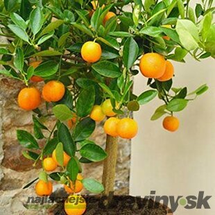 Pomarančovnik štepený Orangin 25/35 cm, v črepníku Citrus sinensis