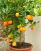 Pomarančovnik štepený Orangin 25/35 cm, v črepníku Citrus sinensis
