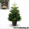 PREMIUM Jedľa nordmannova, 100/120 cm, výška s črepníkom 120/140 cm, v črepníku 10l Abies nordmanniana