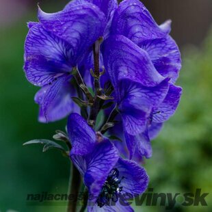 Prilbica Napellus, výška 10/15 cm, v črepníku P9 Aconitum henryi Napellus