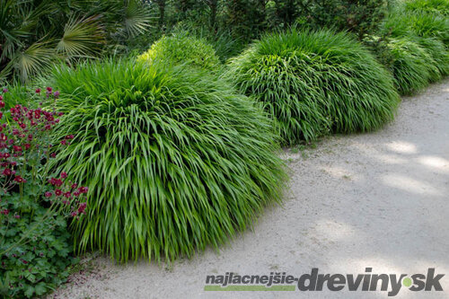 Rákosovka japonská ‘Greenhills‘ 20/40 cm v črepníku 2l Hakonechloa macra ‘Greenhills‘
