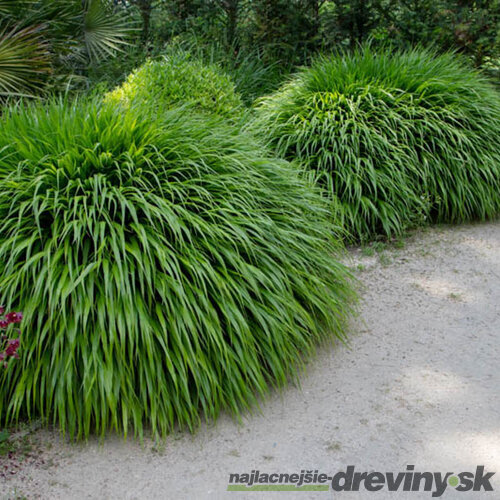 Rákosovka japonská ‘Greenhills‘ 20/40 cm v črepníku 2l Hakonechloa macra ‘Greenhills‘