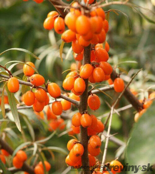 Rakytník samičí Frugana, v črepníku Hippophae rhamnoides Frugana