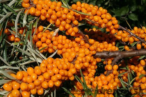Rakytník samoopelivý Friesdorfer Orange 20/30 cm, v črepníku Hippophae rhamnoides
