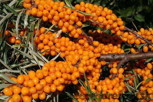 Rakytník samoopelivý Friesdorfer Orange, výška 20/50 cm, v črepníku 2l Hippophae rhamnoides